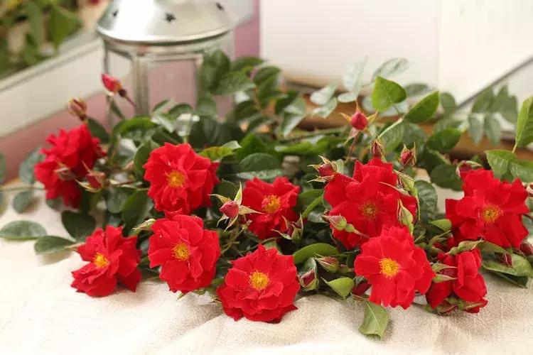 耐晒又香又好养的阳台月季,阳台月季好养吗