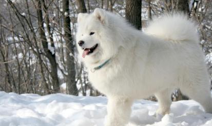 狗狗吃盐掉毛怎么补救,吃盐的狗狗