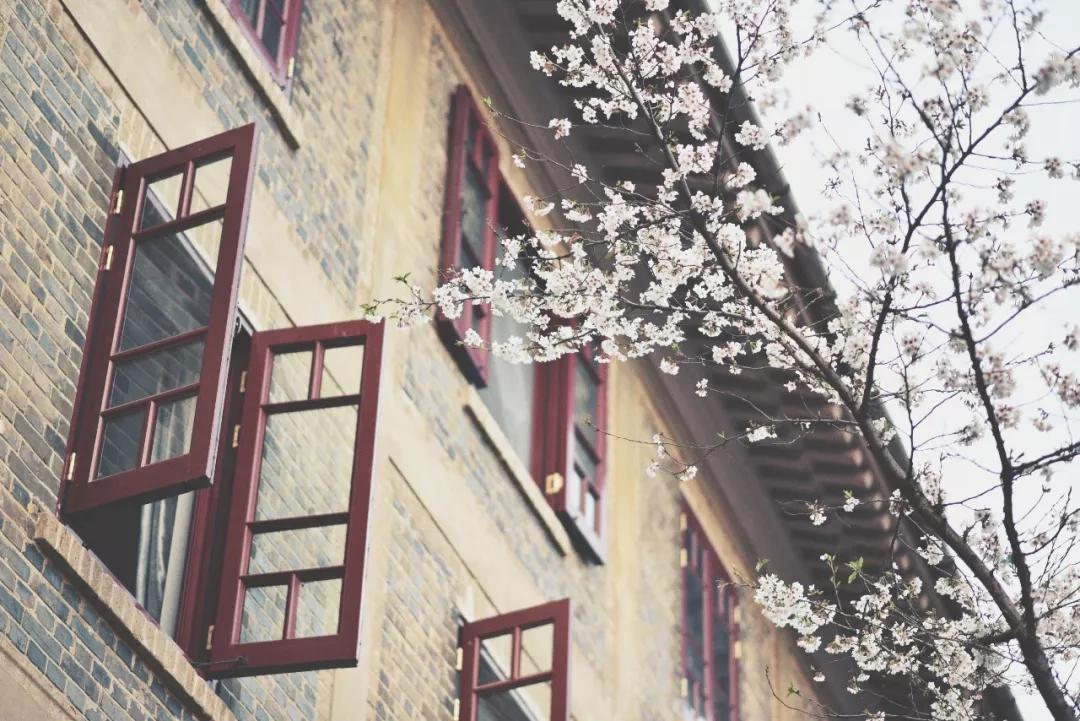 几月赏樱花最好,最美赏樱攻略大全