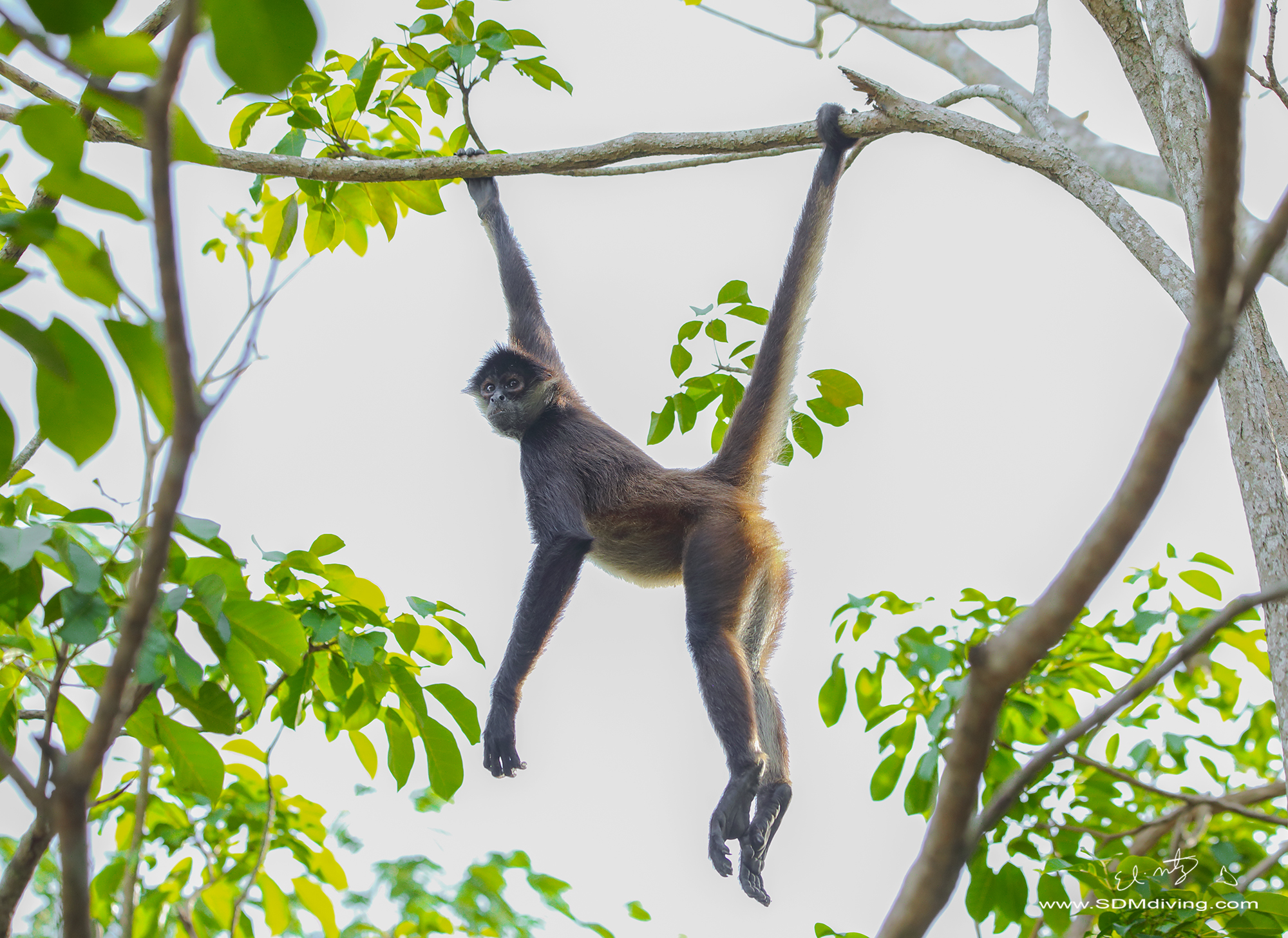 4万只到6千只，巴掌大的小猴子，也算为人类作出过不小“贡献”