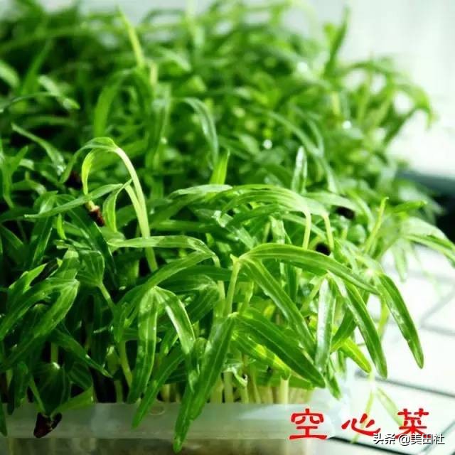 怎样在纸上种菜,纸上种菜的技术很简单