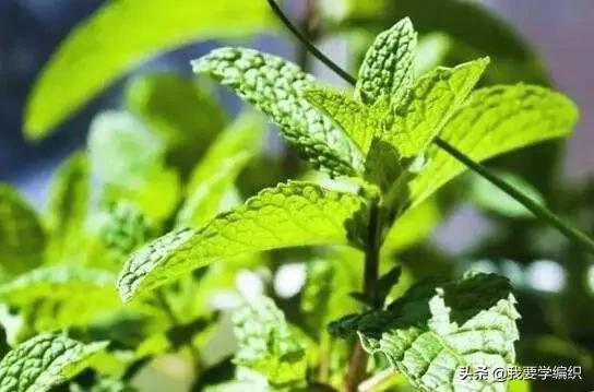 羽绒服脏怎么洗最好的方法,羽绒服皱皱巴巴的用什么解决