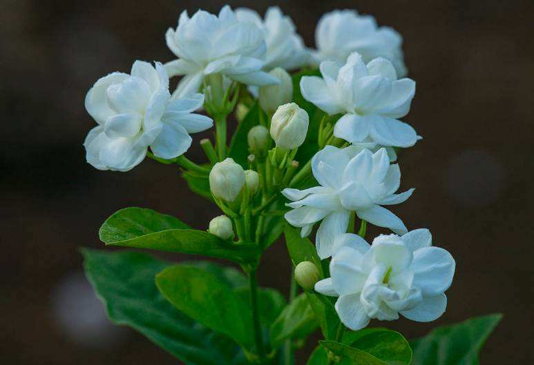 说和做记闻一多先生言行课堂笔记,闻一多先生说和做第二课时导入