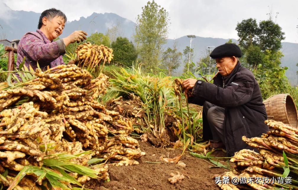 生姜的种植方法与田间管理,生姜种植方法生姜的后期管理