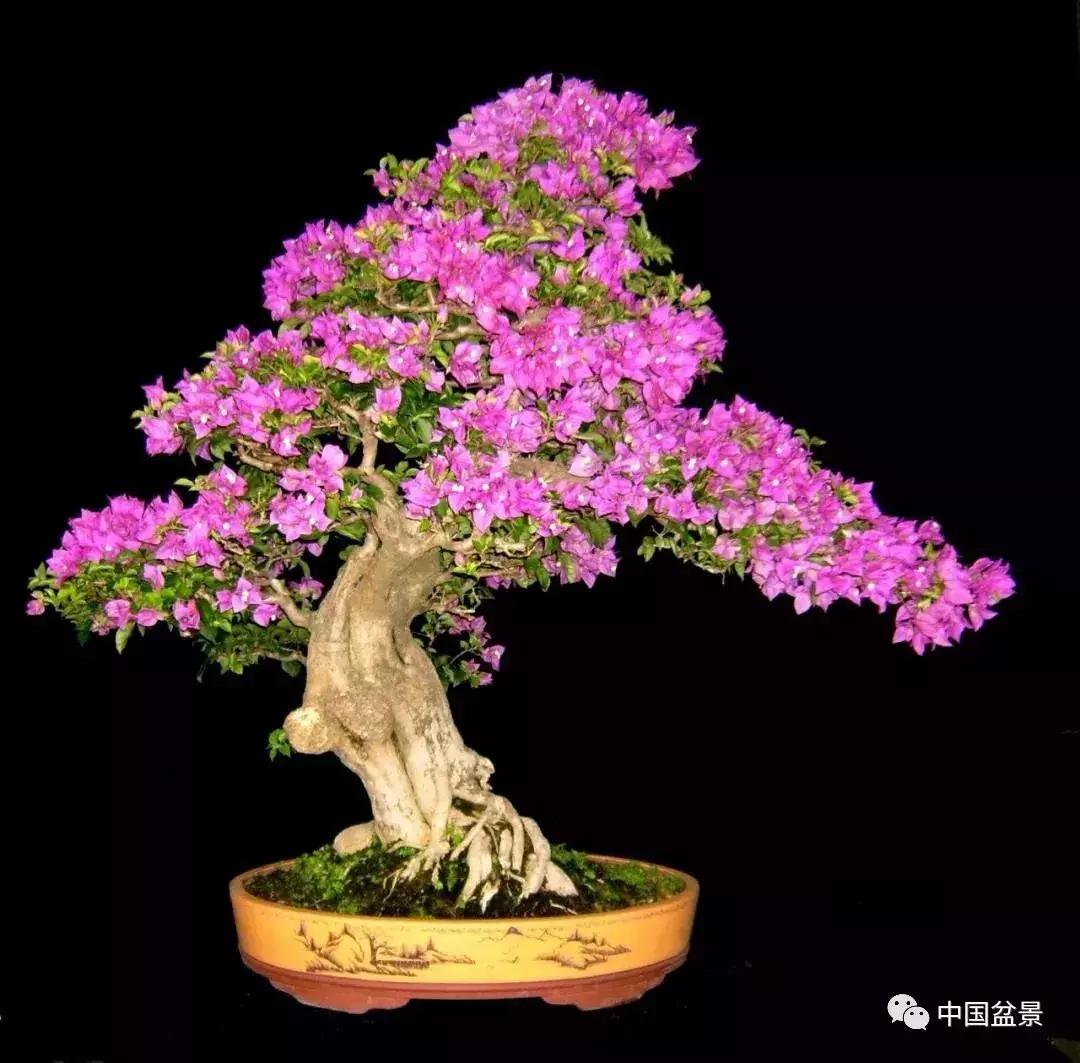 盆景植物最好养的,好养易活的盆景植物有哪些