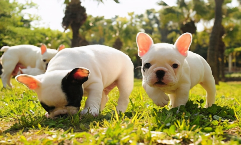 幼犬拉泥土便便,幼犬拉灰的稀屎怎么回事