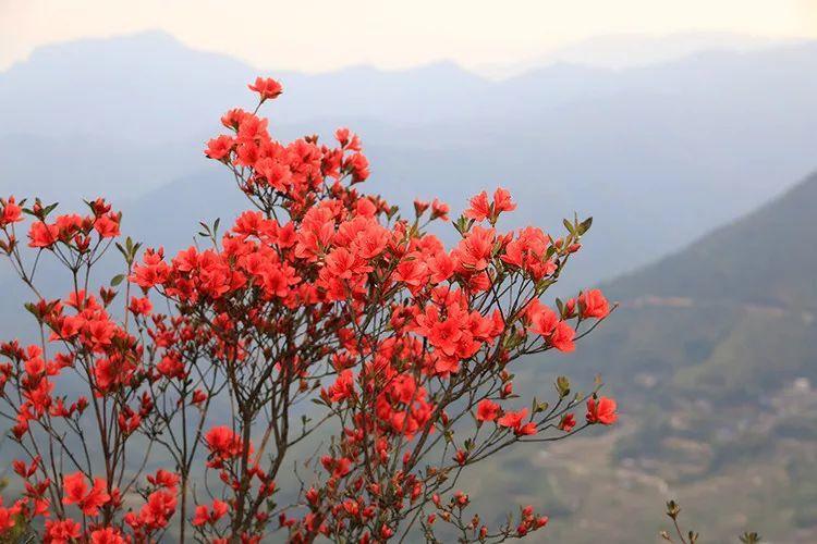 看过才明白为什么牡丹是国花,为什么有人说中国国花是牡丹