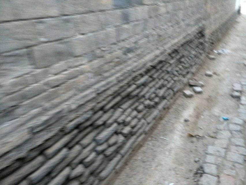 跳蚤臭虫虱子,跳蚤虱子虫卵区别