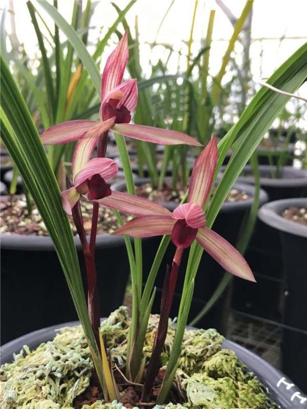 云南景东县早年下山的一颗春兰，后来成为滇兰花中王者