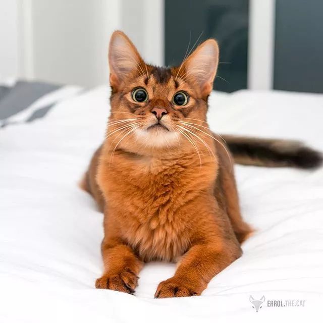 贵族阿比西尼亚猫,神秘的波斯猫