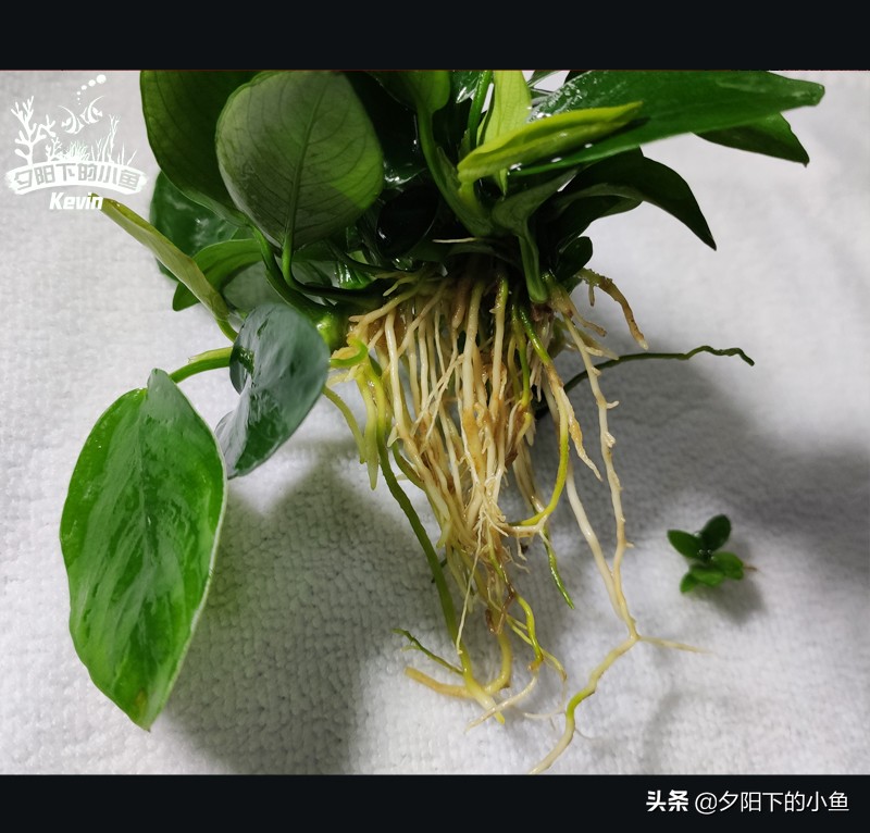 父子齐上阵全集,父子齐上阵完整视频