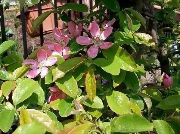 最全的植物辨识方法，辨认植物就靠它