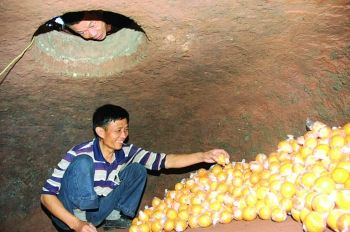 故乡的菜有哪些味道,故乡的菜