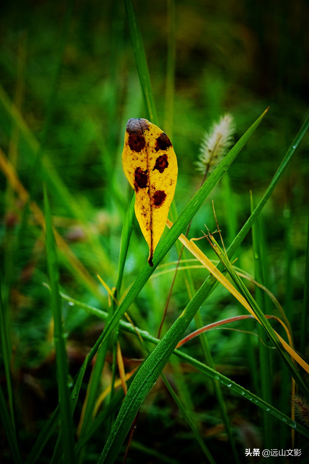 索尼黑卡二怎么拍,索尼黑卡2大光圈拍视频
