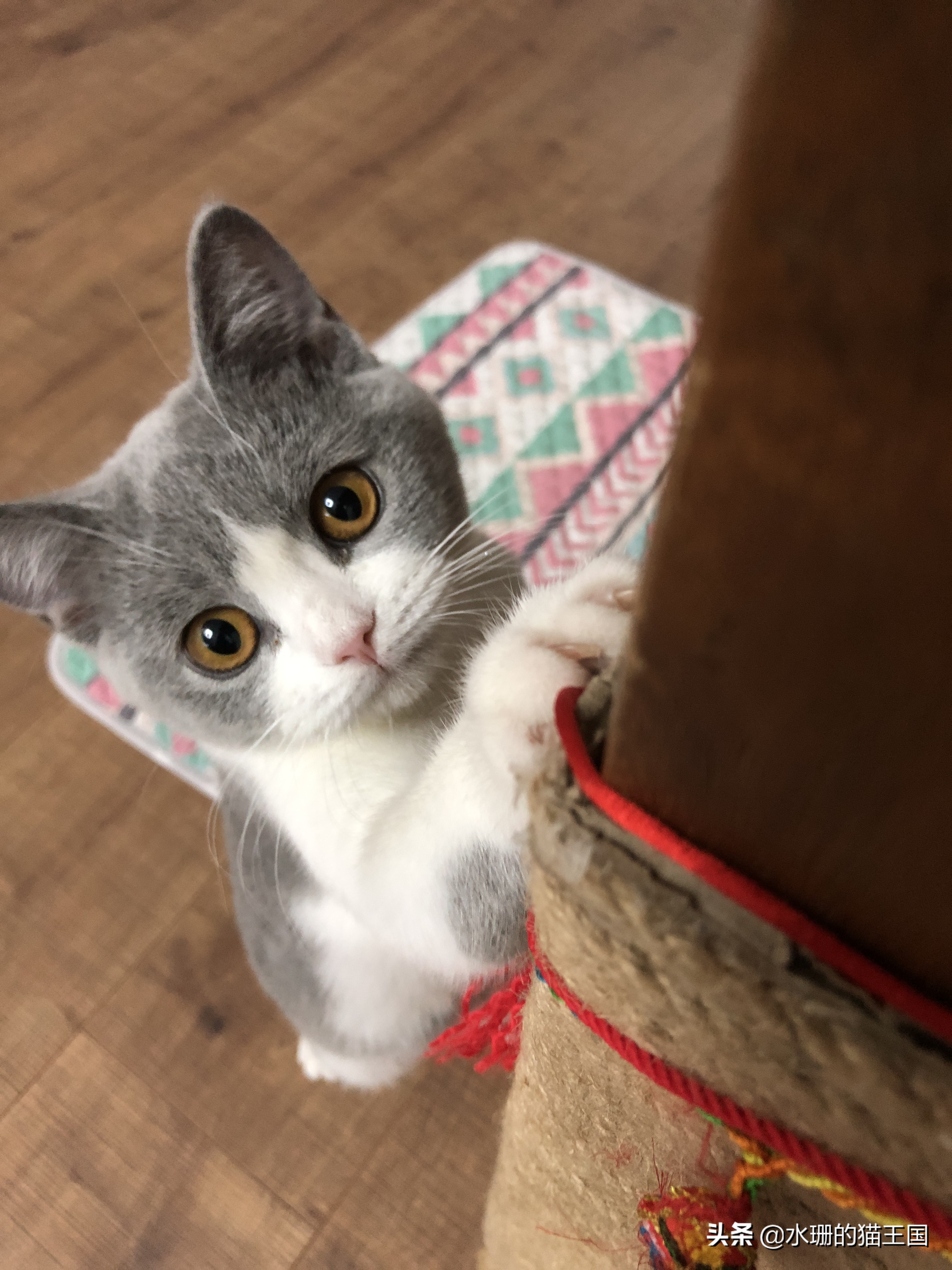 没有不磨爪爪的猫,可猫咪到处乱挠怎么破?看我家猫咪磨爪训练!