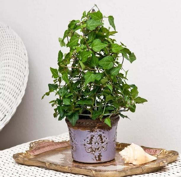 有什么东西可以防止吸入二手烟,什么东西能消除二手烟的危害