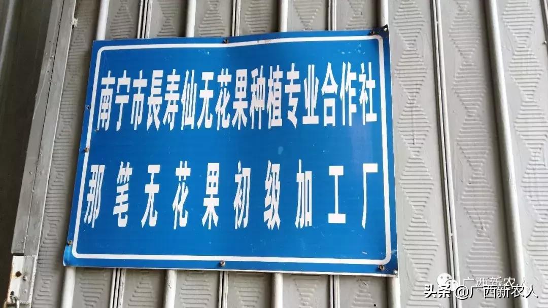 南宁那笔村无花果,南宁摘无花果