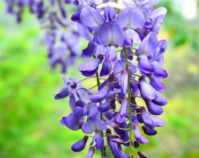 紫藤花盆栽阳台如何种植,紫藤花树什么时候种植好呢