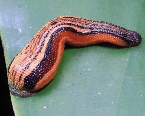 蚂蟥的生命力和繁殖能力是超强的,蚂蟥能不能在体内繁殖