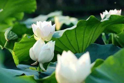 用思维导图学习语文三年级下册《荷花》，仿写《荷花》