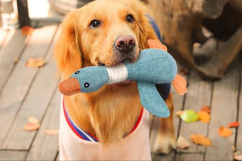 狗狗推荐的玩具有哪些,推荐的狗狗玩具有哪些