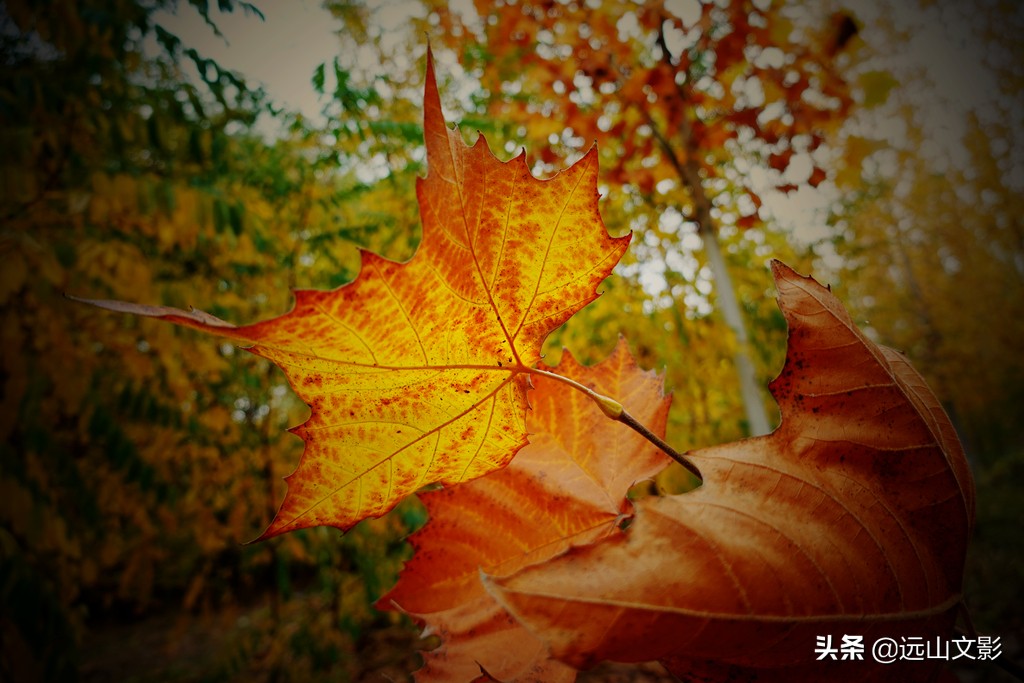 索尼黑卡二怎么拍,索尼黑卡2大光圈拍视频