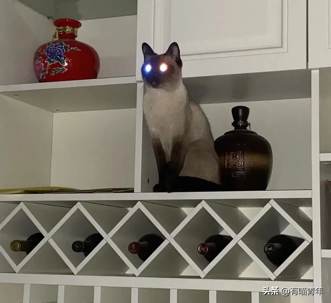 橘猫为什么是魔鬼,橘猫的恐怖之处