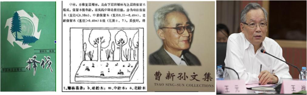 树种起源,次生林起源的特点