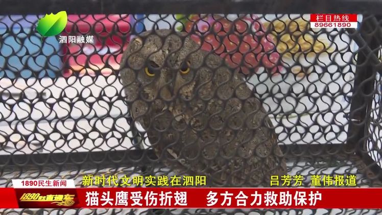 村民发现受伤猫头鹰民警及时救助,猫头鹰受伤跌落树林男子暖心救助