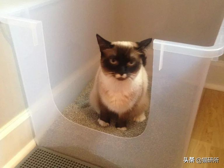 猫咪乱拉如何解决,猫咪乱拉处理方法