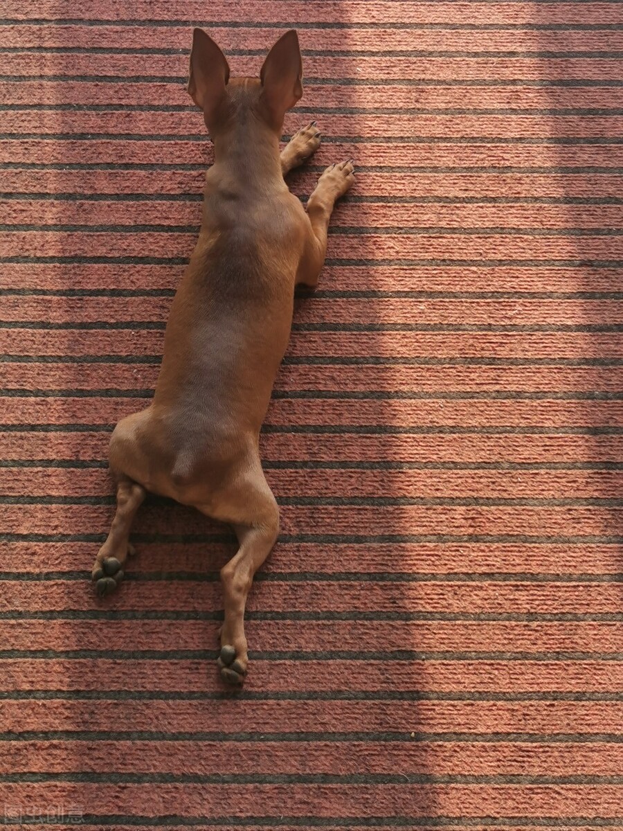 小鹿犬的训练方法,如何训练6个月的小鹿犬