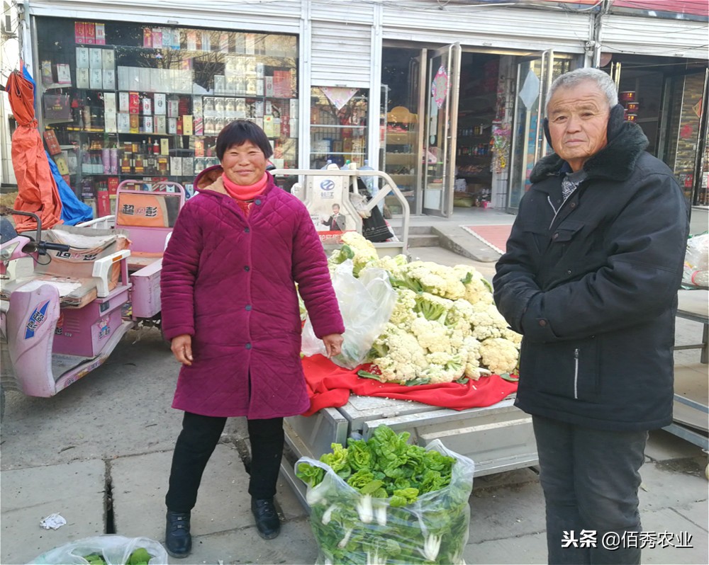 农民种蔬菜注意事项,土地种植蔬菜怎么管理好