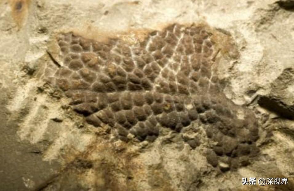 霸王龙进化史完整版,霸王龙进化远古巨霸