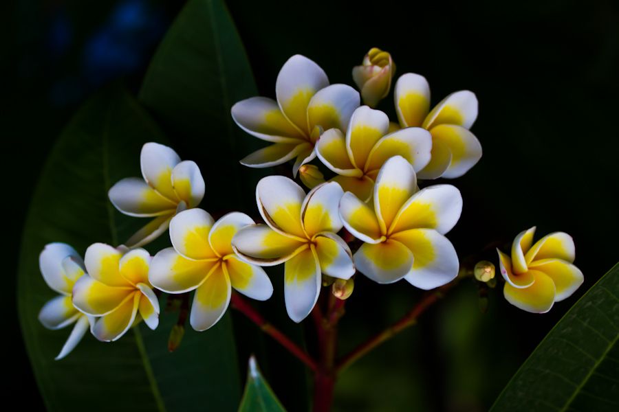 鸡蛋花做什么香水,鸡蛋花怎么可以做香水