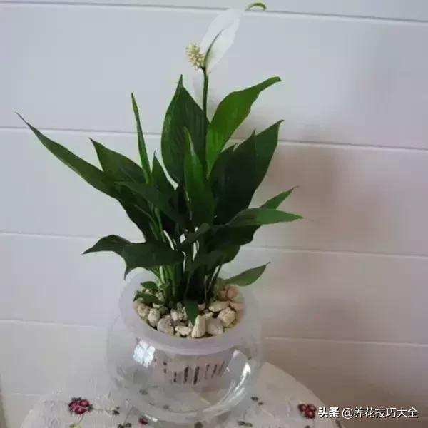 什么花也养不活,什么花都能养死