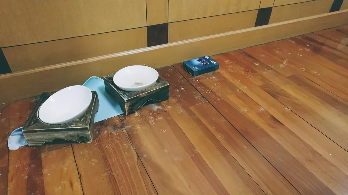 铲屎官最担心猫咪的几件事,爱玩水的猫怎么治