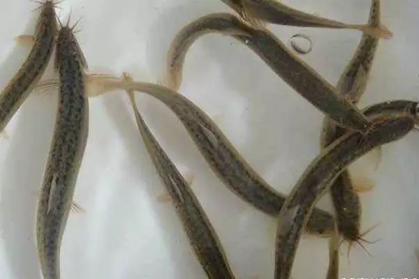 泥鳅养殖饲料转化率,泥鳅养殖产品优势