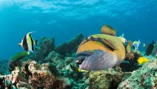 鲨鱼真的是那么恐怖吗,鲨鱼真的有那么凶残吗