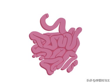 食物变成大便是什么过程,食物变成大便所需要的时间