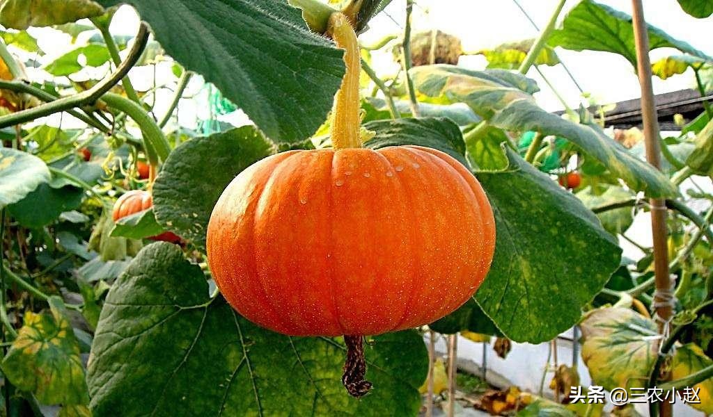 南瓜的详细信息,南瓜简介