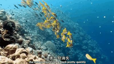 海豚“杰克”在暗礁海域为船只引航41年,爱让我们更懂得善待生命