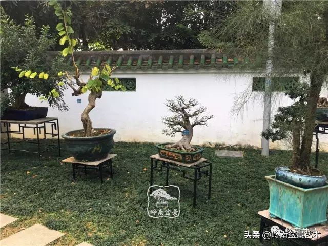 杂木盆景也毫不逊色,杂木盆景值钱吗