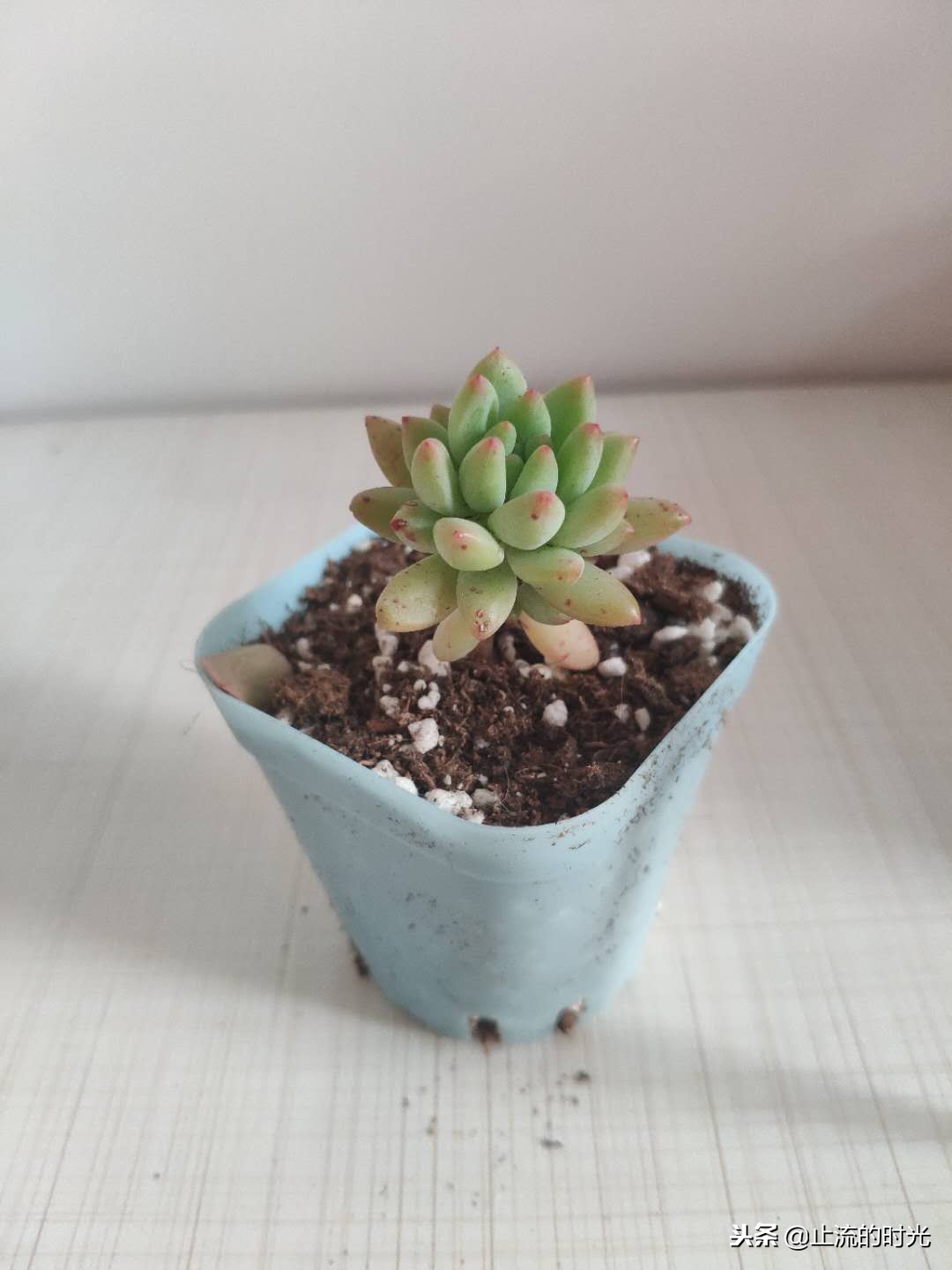 这些多肉有香味你都闻到过吗,这八种多肉每一个都是国宝级的