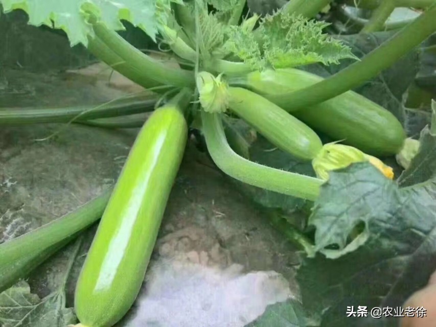 上海露天蔬菜种植时间表,青岛露天蔬菜种植时间表