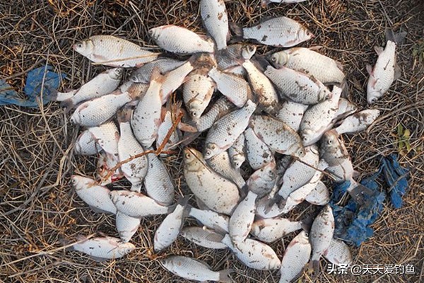 深水鱼群钓鱼技巧,浅水钓鲫鱼小鱼闹窝技巧