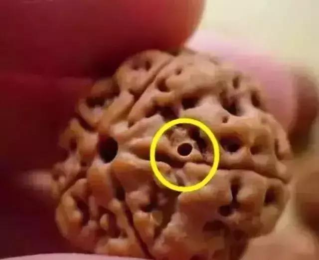 手串有白色小虫子,手串长虫子是什么原理