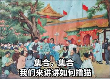 祺鑫养猫实录,穷人养猫实录