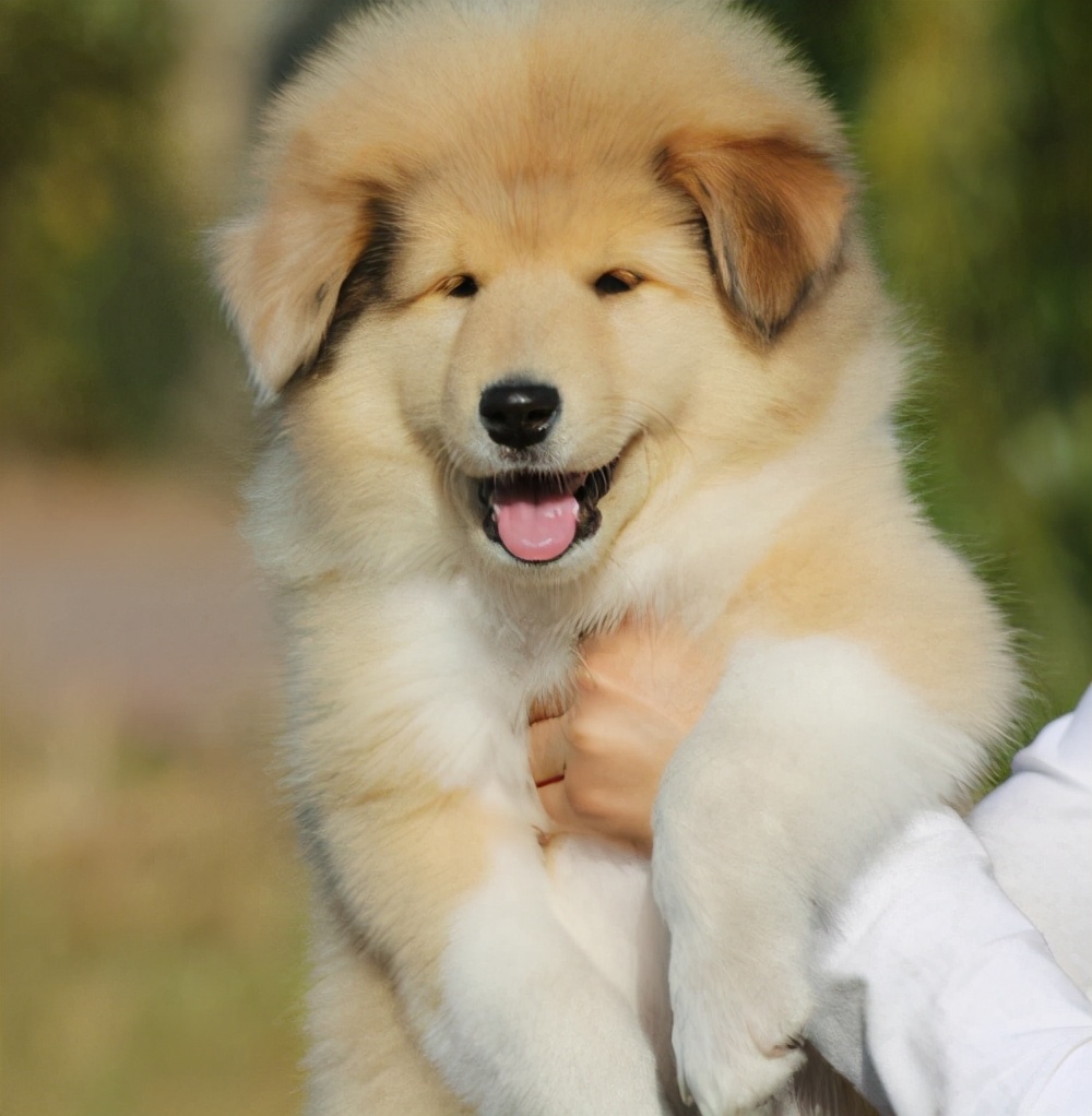 忠诚狗狗的名字叫什么,只对女主人忠诚的狗狗