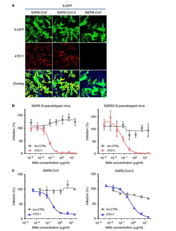 科学家造出新冠病毒抗体,中国科学家研究新冠病毒新抗体