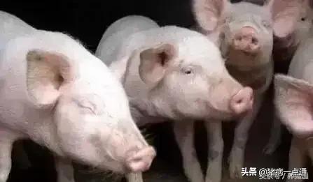 补铁是口服药快还是注射用快,补铁一定要补到正常值吗